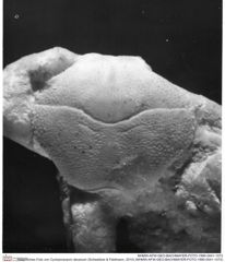Historisches Foto von Cycloprosopon devexum (Schweitzer & Feldmann, 2010) (NHMW-AFW-GEO-BACHMAYER-FOTO-1990-0041-1072)